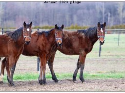 Januar plage 23