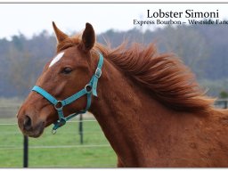 Lobster Simoni, April 23